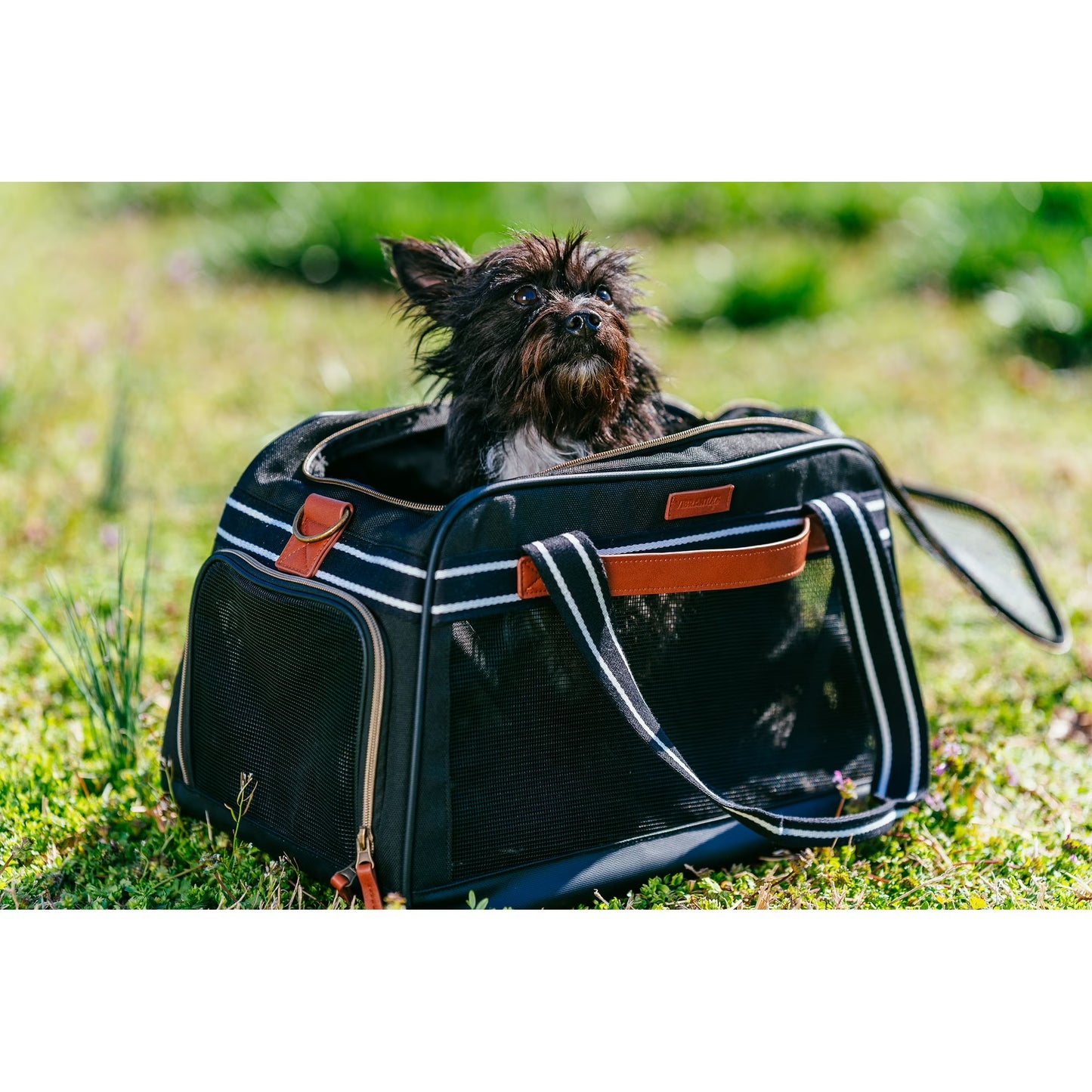 Vibrant Life Small Pet Travel Carrier